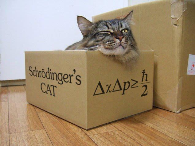 shrodinger's cat