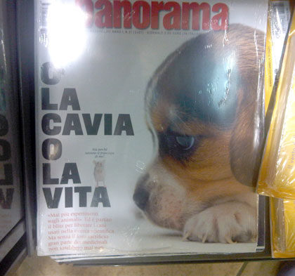 cavie
