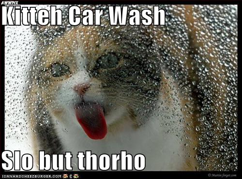 cat car wash