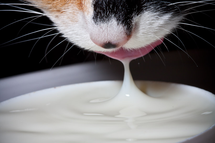 micio fluidodinamica gatto che lappa il latte