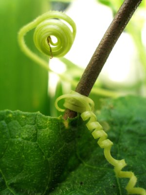 cetrioli