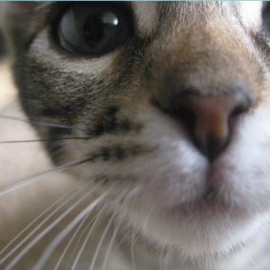 gatto