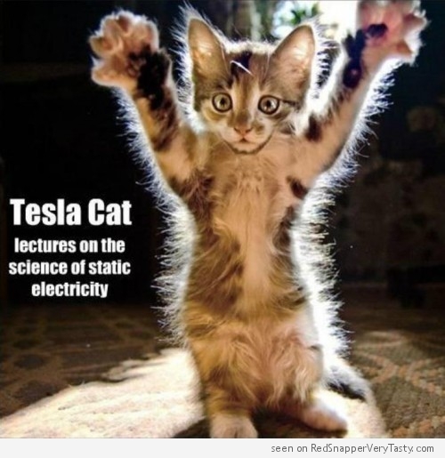 tesla cat