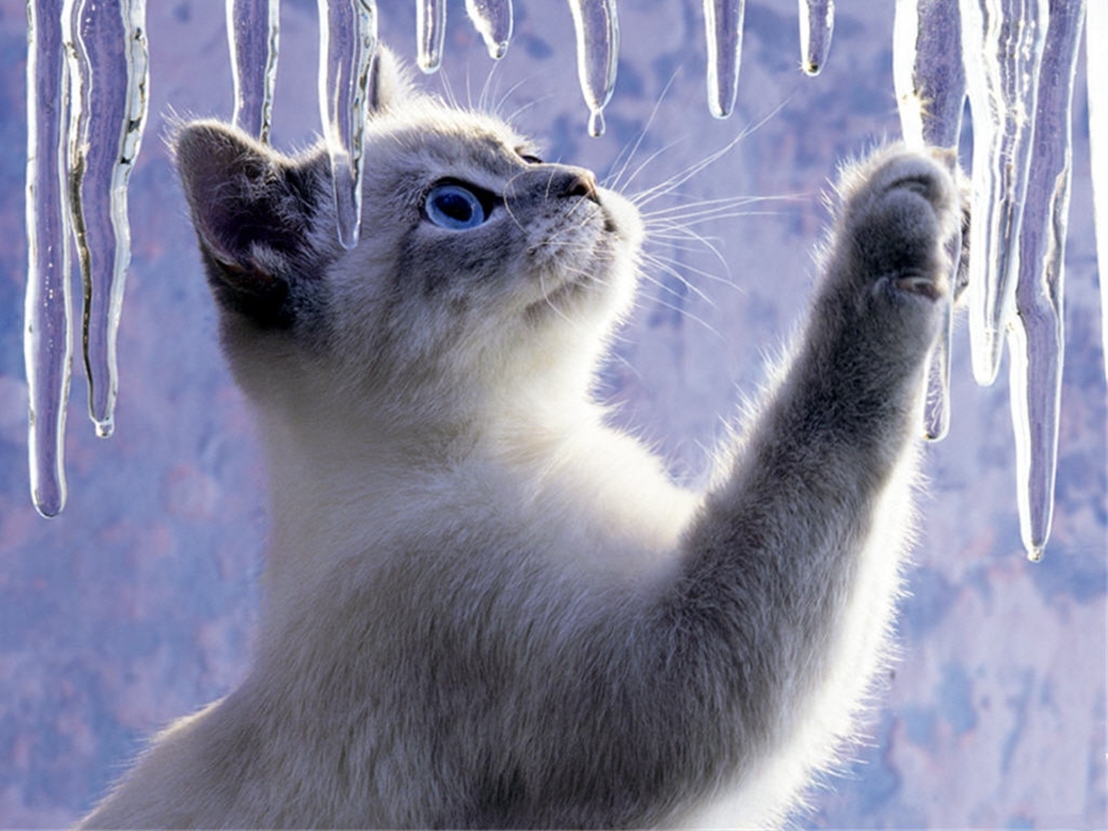 micio ghiaccio