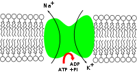 zampirone