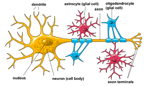 neuroni