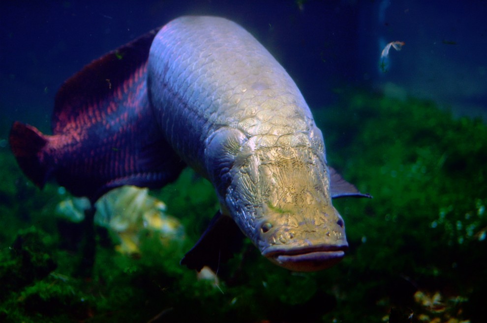 arapaima