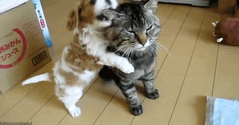 canegatto
