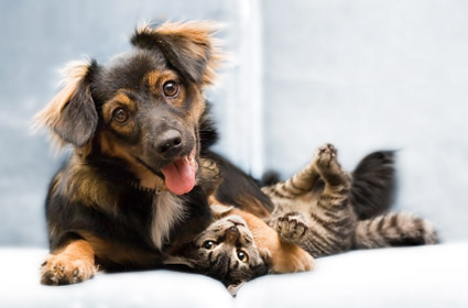 canegatto