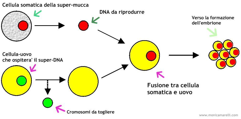 cloning