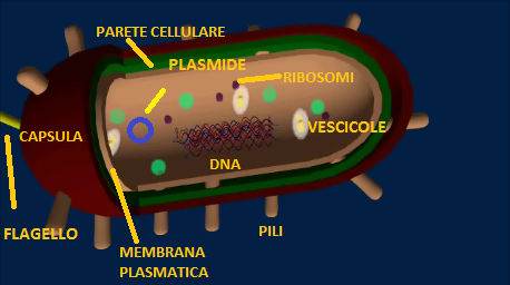 clorofilla