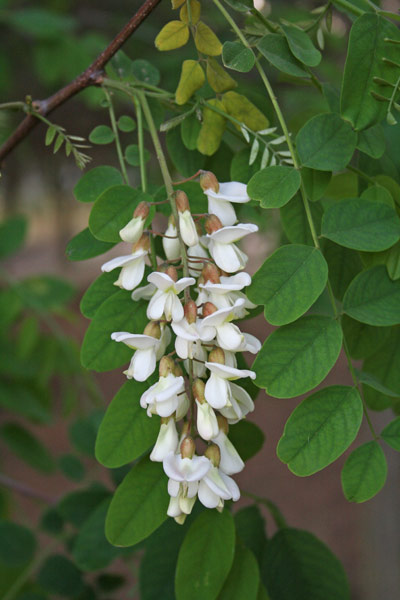 robinia